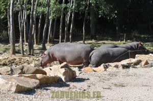 Hippopotame