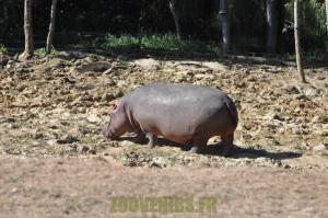 Hippopotame