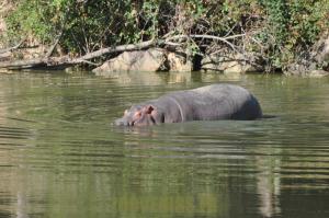 Hippopotame