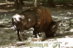 Bison d'Amérique