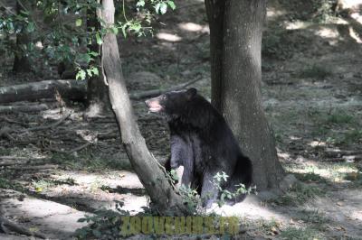 Ours noir - 2012