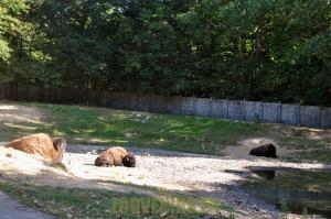 Bison d'Amérique