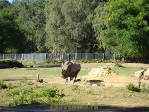 Rhinocéros blanc 