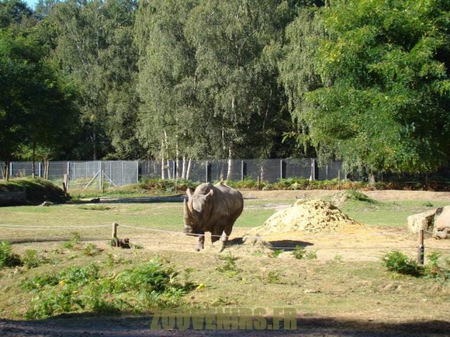 Rhinocéros blanc 