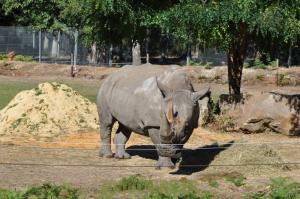  Rhinocéros blanc 