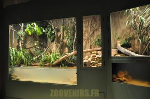 Tortue de Floride
