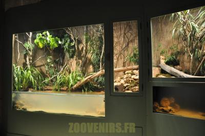 Tortue de Floride - 2012