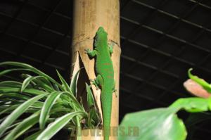 Phelsuma de Madagascar