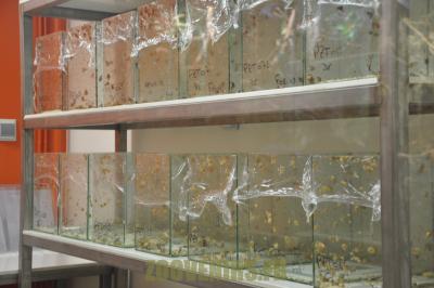 Escargot de Partula - 2012