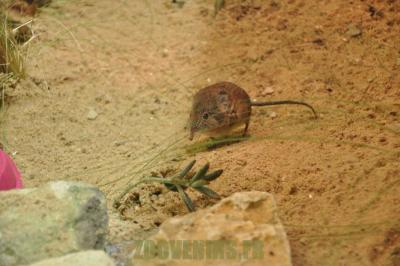 Rat à trompe - 2012