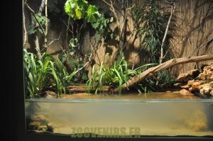Tortue de Floride