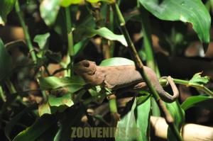Caméléon