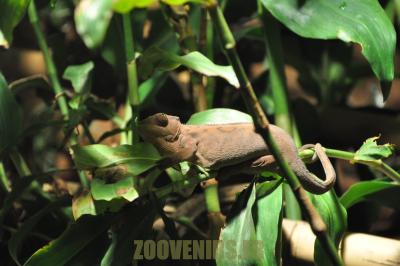Caméléon - 2012