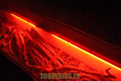 Blatte soufleuse - 2012