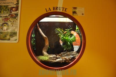 Présentation des escargots - 2012