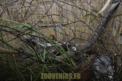 Rat des moissons - 2012