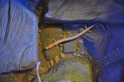 Protée anguillard - 2012