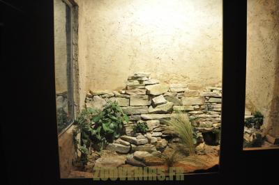 Rat à trompe - 2012