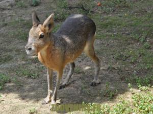 Mara 