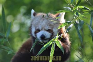 Panda roux