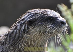 Loutre à griffes courtes