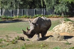 Rhinocéros blanc