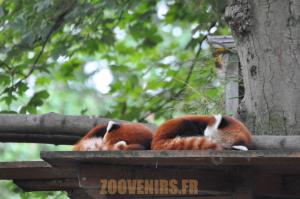 Panda roux