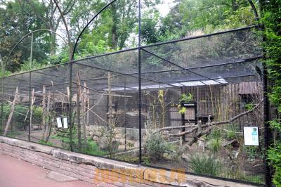 Perruche de Port Lincoln