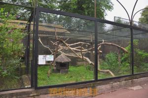 Binturong