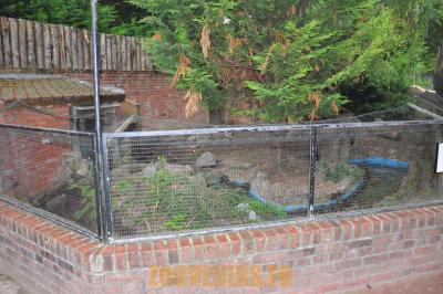 Coati à queue annelée