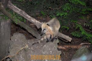 Coati à queue annelée