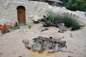 Suricate