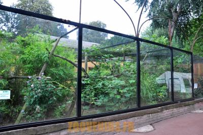 Saki à face blanche