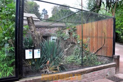 Padda de Java - Perdrix roulroul