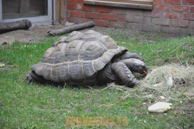 Tortue géante d'Aldabra