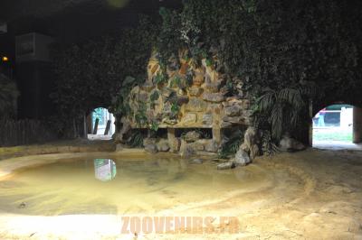 Tortue géante d'Aldabra