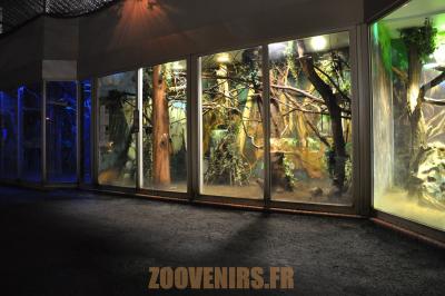 Tamarin labié - Chevrotain malais