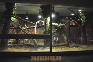 Iguane - Tortue