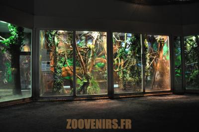 Iguane - Ouistiti de Geoffroy