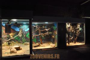 Boa constrictor - Boa des arbres de Madagascar