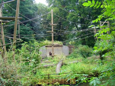 Gibbon à mains blanches