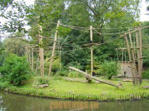 Siamang