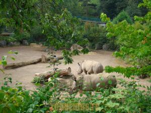 Rhinocéros blanc