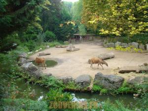 Eland du Cap