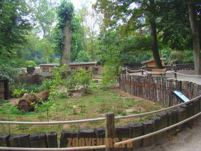 Oie à tête barrée