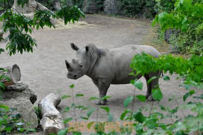 Rhinocéros blanc