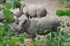 Rhinocéros blanc