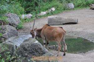 Eland du Cap
