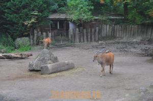 Eland du Cap