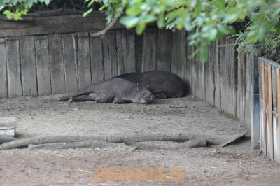 Tapir terrestre